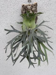 P. willinckii 'Izanagi' 伊弉諾のサムネイル