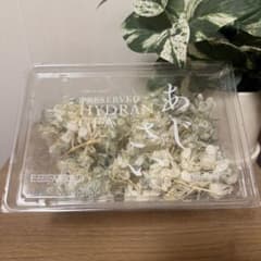 Earth Matters プリザーブドフラワー あじさい 花材　アナベルのサムネイル
