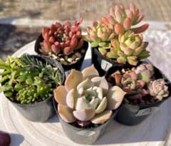 I.多肉植物　多肉セット　寄せ植え　初心者向け　多肉弁当のサムネイル