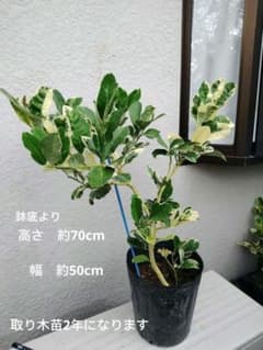 【仏手柑斑入り取り木苗】 整理特価販売　取り木苗2年苗です。のサムネイル
