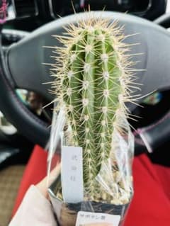 武倫柱　選抜株　発根済み　110cm 武倫柱 選抜株 発根済み 110cm 武倫柱 選抜株 発根済み 110cm