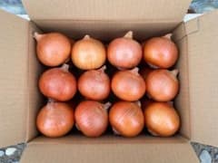 売り切りSALE幻の玉ねぎ◽︎札幌黄◽︎のサムネイル