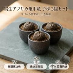 厳選良株3セット】実生アフリカ亀甲竜 子株 コーデックス 塊根植物