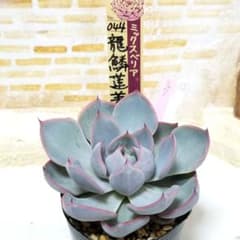龍鱗蓮華 ⑮ 抜き苗 おらいさん 多肉植物 札なし 6cmポット - メルカリ