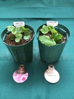 ラナンキュラスラックス 2鉢（ラベル添付） - メルカリ