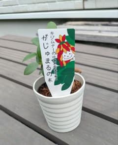 ガジュマルの木①(幸せを呼ぶ木)3号プラ鉢 - メルカリ