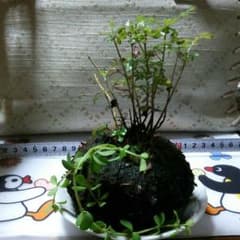 シマトネリコ苔玉のサムネイル