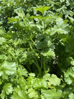 無農薬採り立てパクチー香菜400gのサムネイル