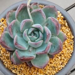 多肉植物　アランのサムネイル