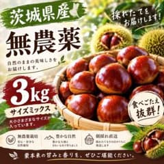 【茨城県産】生栗　約3kg！　無農薬　サイズミックスのサムネイル