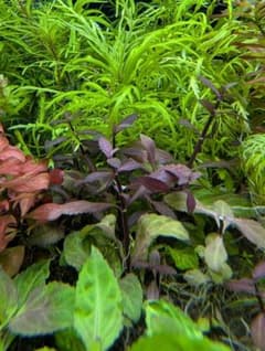 ☆郵送 リムノフィラSPフィリピン水中葉1本 水草 ADA 水槽 - メルカリ