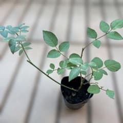 バラ苗　挿し木苗のサムネイル