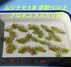 ムジナモ 8本 総頂芽数=芽数15以上 水生食虫植物 らくらくメルカリ便のサムネイル