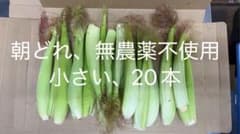 小さめのホワイトコーンヤングコーン20本のサムネイル