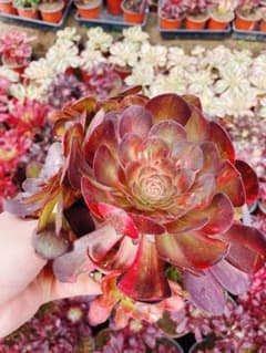 47 ハロウィンレインボー 多肉植物 アエオニウム 発根管理中 - メルカリ