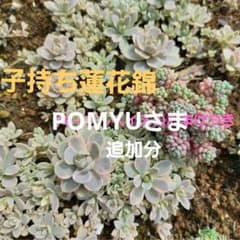 子持ち蓮花錦いっぱい♪パープルヘイズのおまけつき♡のサムネイル
