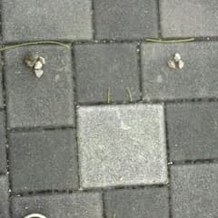 専用のサムネイル