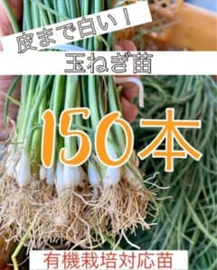 白玉ねぎ苗 5000本 白玉ねぎ苗 150本 - メルカリ