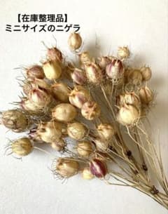ドライフラワー　【ミニサイズ】ニゲラ　50本　＊在庫整理品＊Ａのサムネイル