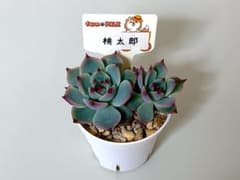 ファームパルク 桃太郎 抜き苗 根付き パル桃 多肉植物 - メルカリ