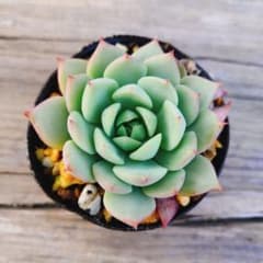 クランベリー　多肉植物のサムネイル