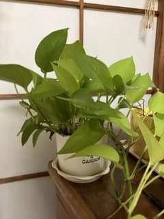 ポトスライム 観葉植物 カット苗のサムネイル