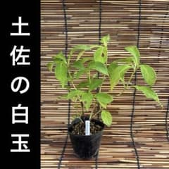 土佐の白玉　ポットごと　山アジサイ　紫陽花　ヤマアジサイのサムネイル