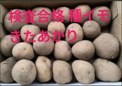 ぬんさん専用　種芋　箱込み１．３キロ キタアカリ 検査合格種イモ　種イモのサムネイル