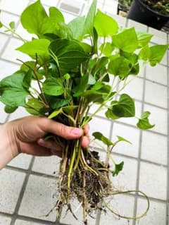 ベトナムのどくだみ苗。20本以上。無農薬。のサムネイル