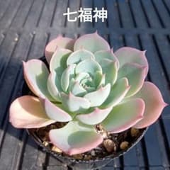 No.3 七福神 抜き苗 多肉植物 - メルカリ