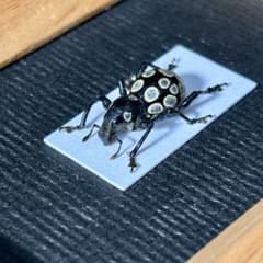 花柄模様のカタゾウムシ【標本】 - メルカリ