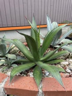 アガベ　アトロビレンス　ミラビリス　赤棘 m91268811213_1.jpg?1752131297