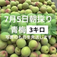 7月5日収穫 朝採り 産地直送 山形県産 青梅 約3kg サイズ混合 - メルカリ