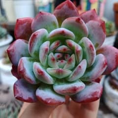 多肉植物のサムネイル
