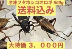 特価　訳アリ　冷凍コオロギ 約500g　袋入りのサムネイル