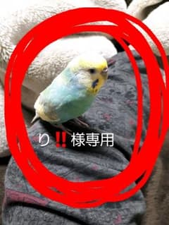 専用のサムネイル