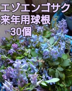 ★エゾエンゴサク★来年用球根30個 ☆エゾエンゴサク☆来年用球根30個 - メルカリ