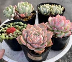 2.多肉植物　多肉セット　寄せ植え　初心者向け　詰め合わせ　多肉弁当のサムネイル