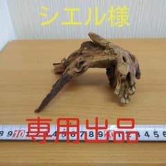 マングローブ系流木⑥　　アクアリウム　　　　　　　3点同時購入800円引き‼️のサムネイル