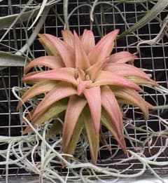 Tillandsia vanhyningii Jumboエアプランツ,チランジアのサムネイル