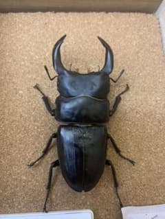 昆虫　標本　クワガタ　国産オオクワガタのサムネイル