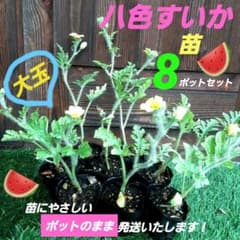 すいか 苗 スイカ 西瓜 八色 大玉 甘い 8ポット - メルカリ