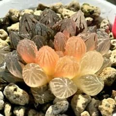 さ*️様 紫王オブツーサ錦 親株 超美株 ハオルチア 観葉植物 80 - メルカリ