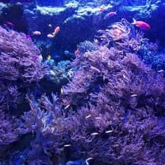 13様専用ページのサムネイル