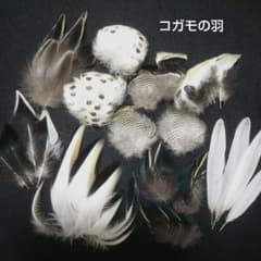 鳥の羽根 コガモの羽のサムネイル