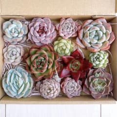 №792 多肉植物 韓国苗 エケベリア♡寄せ植えセット♡現品 匿名発送のサムネイル