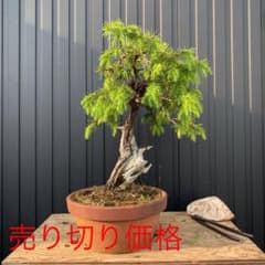 杜松　文人　盆栽のサムネイル