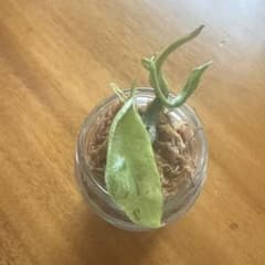 メルカリ便【フィロデンドロン・ジョーピー　var.】 2025年最新】フィロデンドロン ジョーピー Philodendron joepii