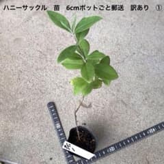 ハニーサックル　苗　6cmポットごと郵送　訳あり　①のサムネイル