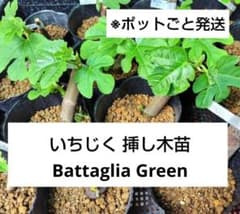 いちじく(BG) 挿し木苗 1株 - メルカリ